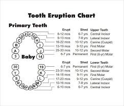 Dental Eruption Chart