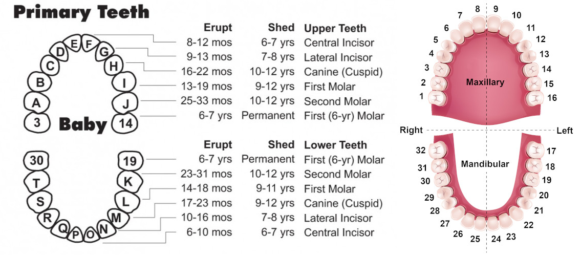 testteeth