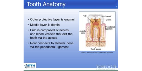 Download Slides - Module 5: Pregnant Patients | Smiles for Life Oral Health